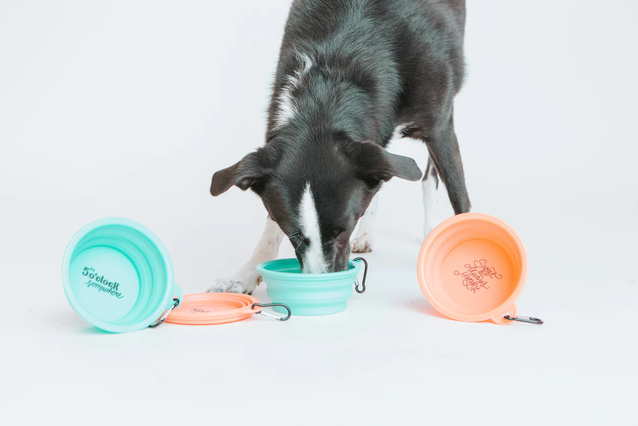 Teal 'Sweet, but Always Hangry' Collapsible Dog Bowl