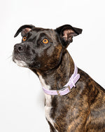 Load image into Gallery viewer, Wild One Lilac Collar
