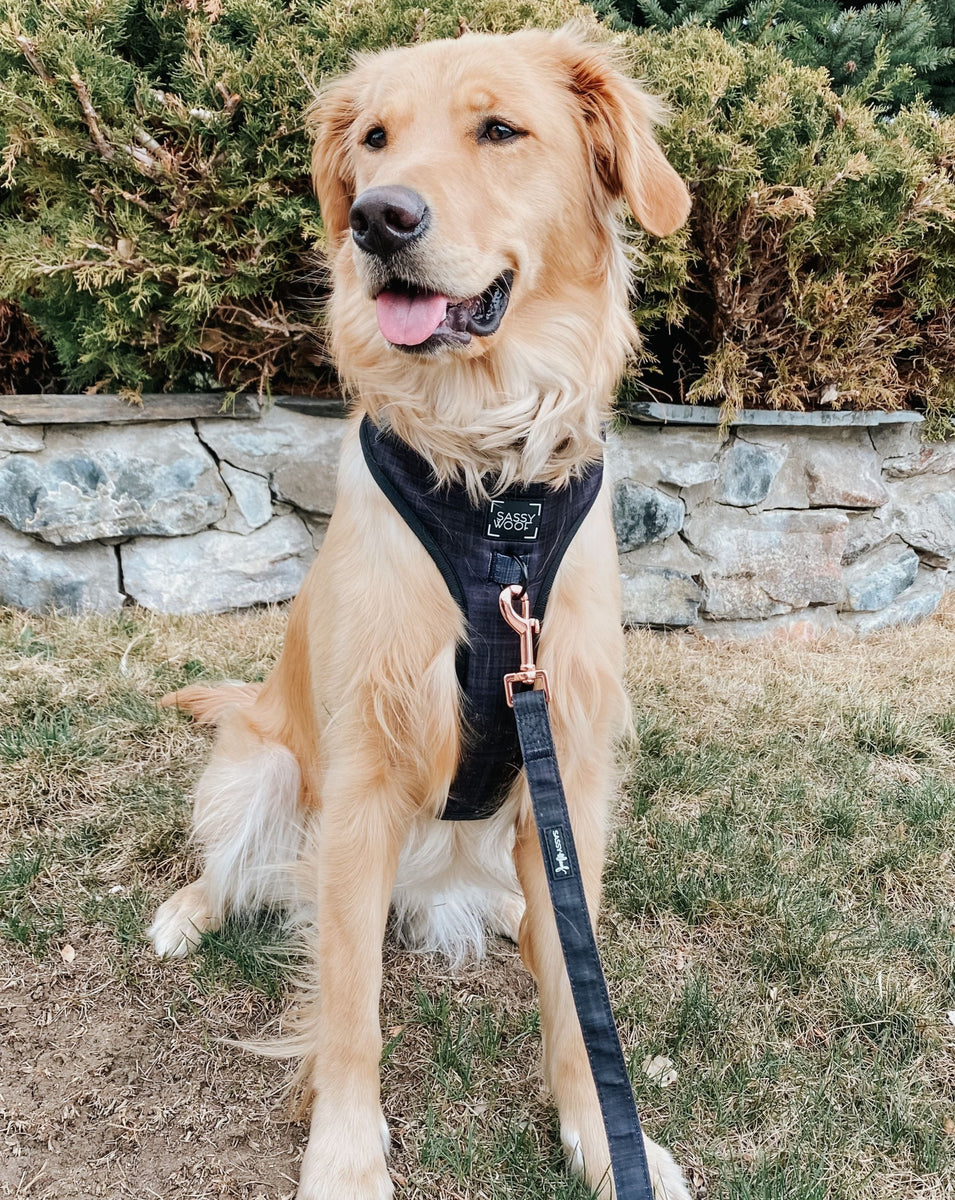 ‘Baby got Black’ Adjustable Dog Harness