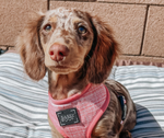 Load image into Gallery viewer, Dolce Rose Reversible Dog Harness
