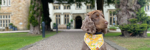 The best dog friendly places to eat and drink in the Ribble Valley