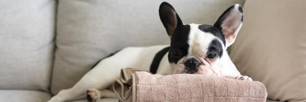 Tips for working from home with your pooch