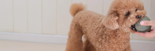 Bringing Home a Puppy? Here’s Your Essential Starter Kit