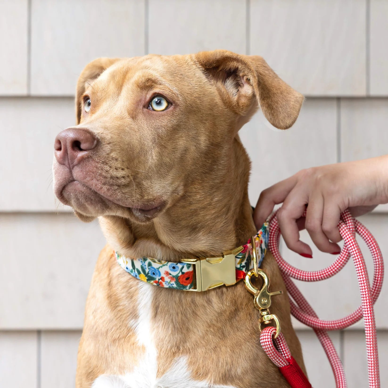 Garden Party Dog Collar