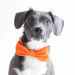 Load image into Gallery viewer, Cider Dog Bow Tie
