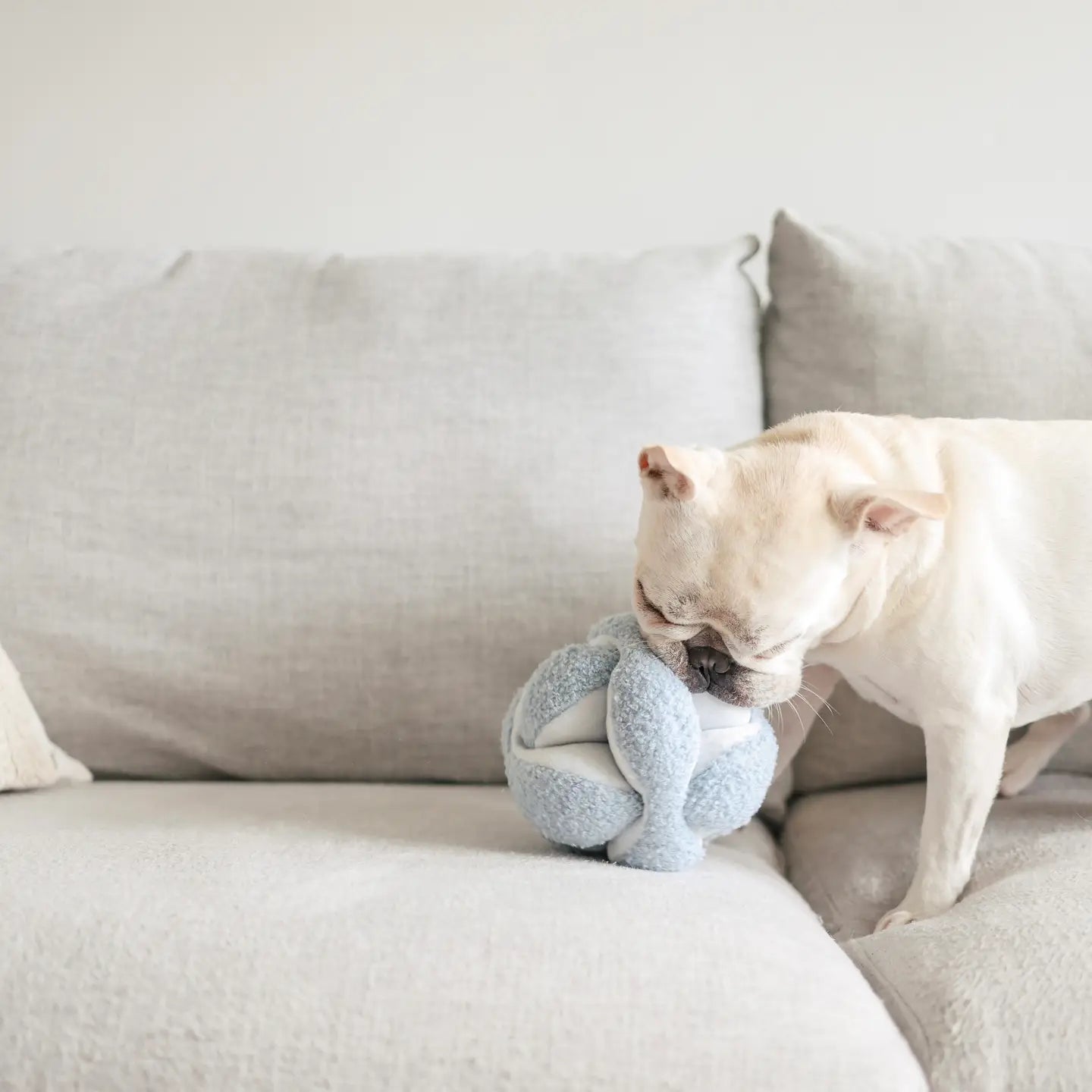 Baby Blue Monti | Enrichment Dog Toy