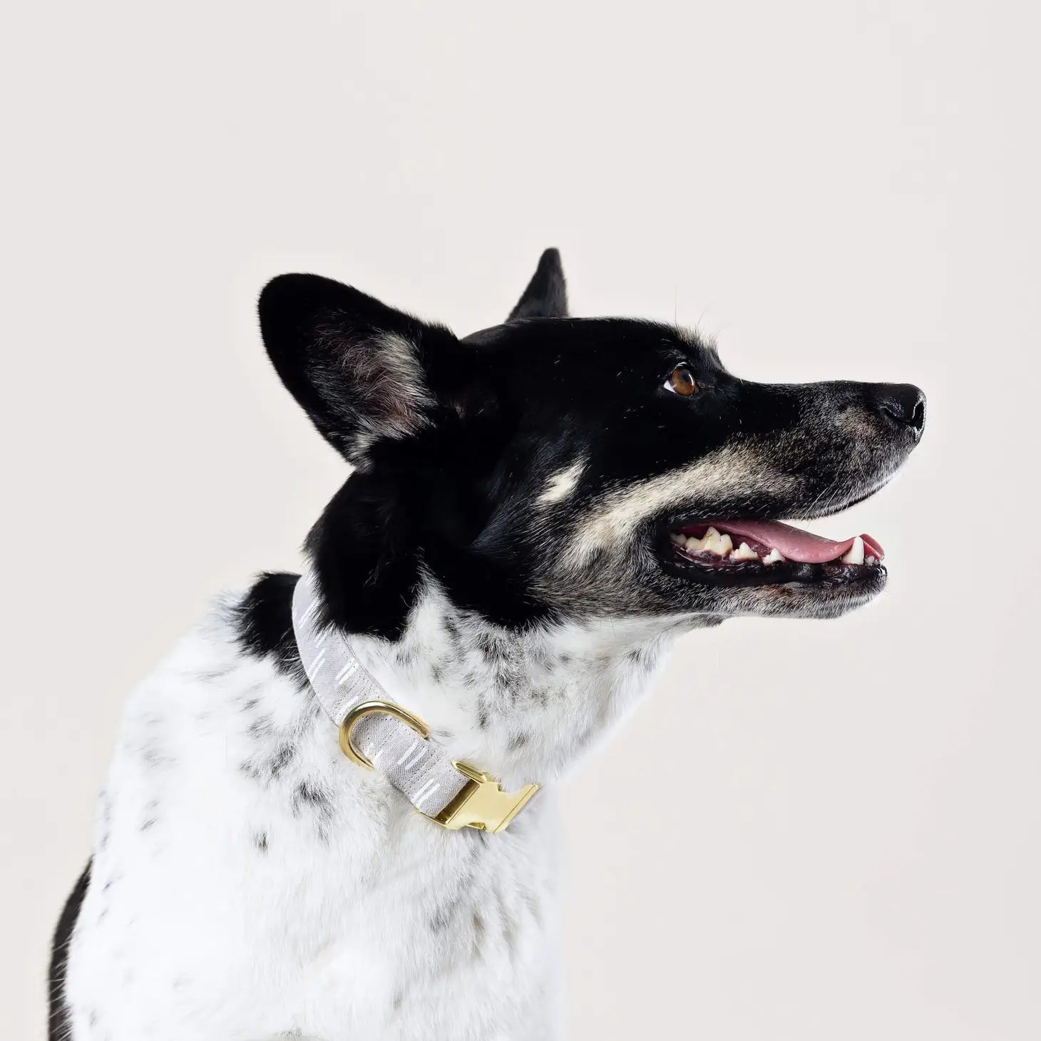 Flax Lines Dog Collar