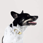 Load image into Gallery viewer, Flax Lines Dog Collar
