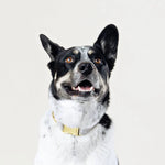 Load image into Gallery viewer, Flax Lines Dog Collar
