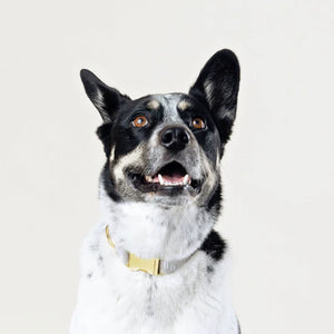 Flax Lines Dog Collar