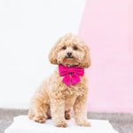 Load image into Gallery viewer, Hot Pink Lady Dog Bow Tie
