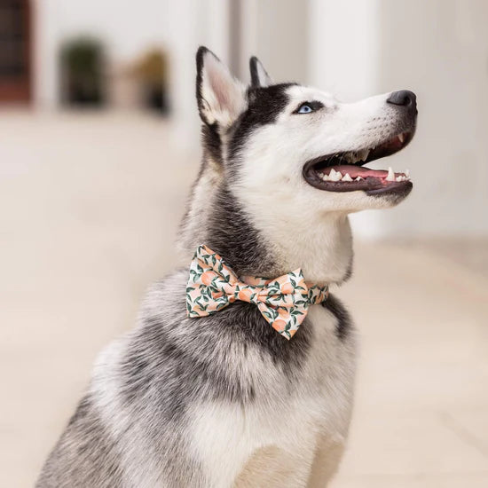 Bow tie dog 2024 collar