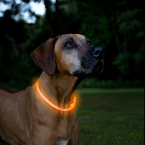 Orange LED Dog Necklace