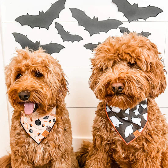 Tricks for Treats Dog Reversible Bandana