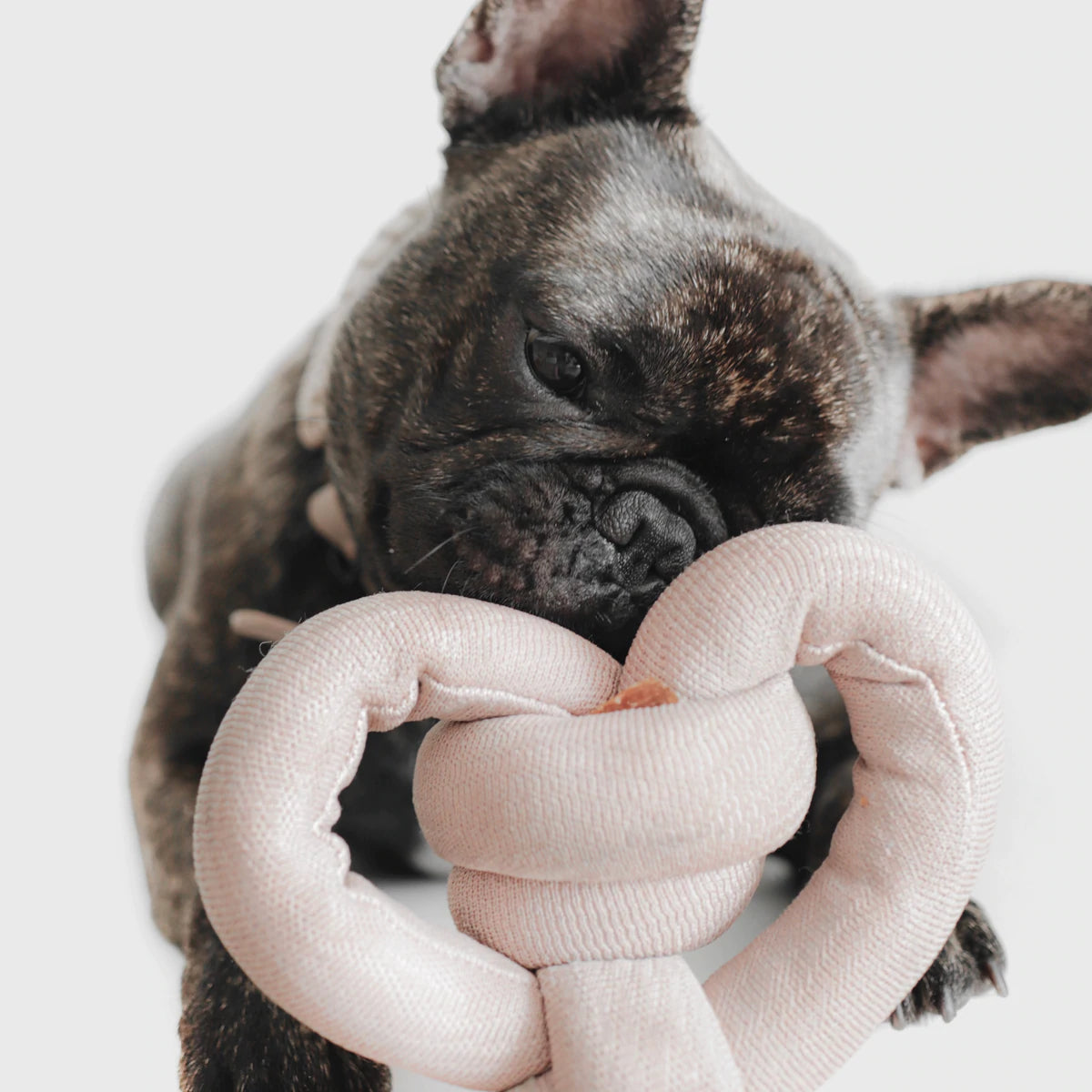 NouNou | Dogwood Toy with Squeakers