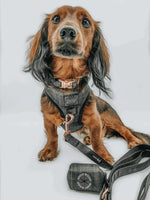 Load image into Gallery viewer, ‘Baby got Black’ Adjustable Dog Harness
