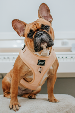 Load image into Gallery viewer, Pinot Adjustable Dog Harness
