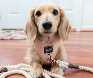 Pinot Adjustable Dog Harness