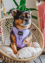 Load image into Gallery viewer, Aurora Adjustable Dog Harness
