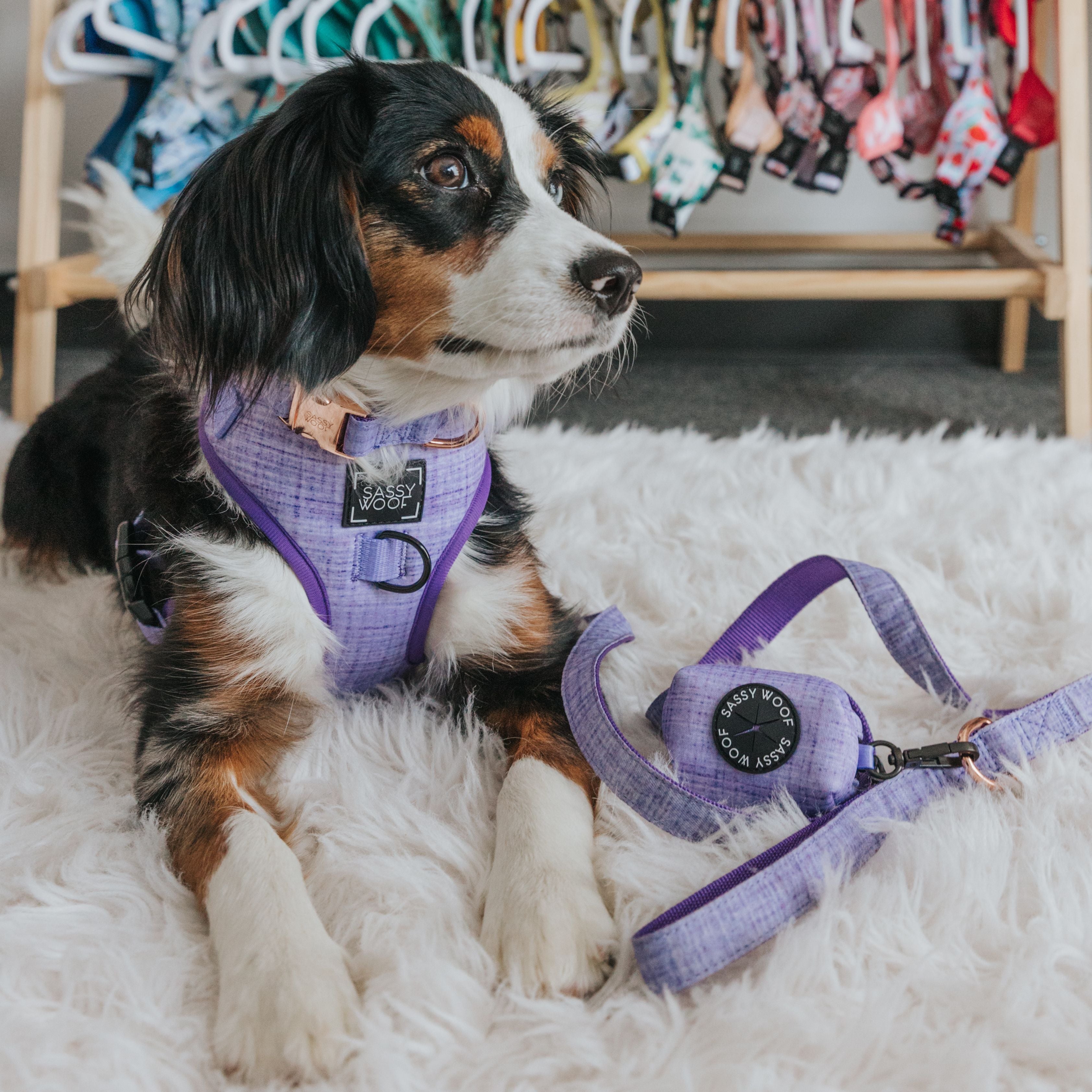 Aurora Adjustable Dog Harness